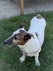 Marty the dog
